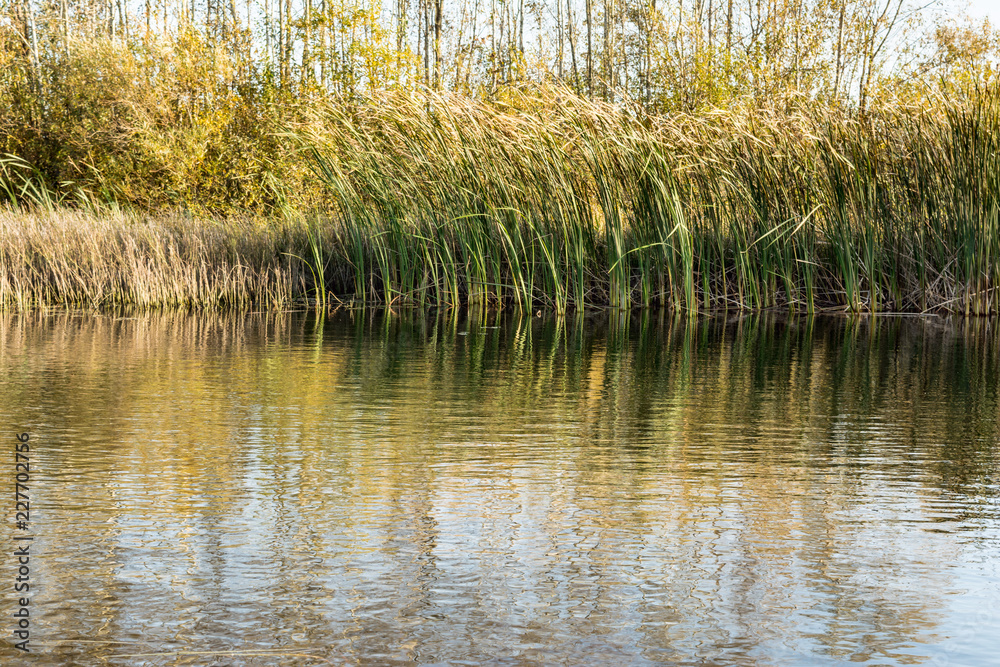 reeds and vegetation in the water, autumn wild nature background reeds and vegetation in the water, autumn wild nature background