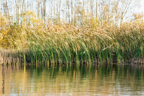 reeds and vegetation in the water, autumn wild nature background