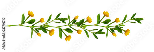 Line arrangement with fresh leaves and yellow flowers