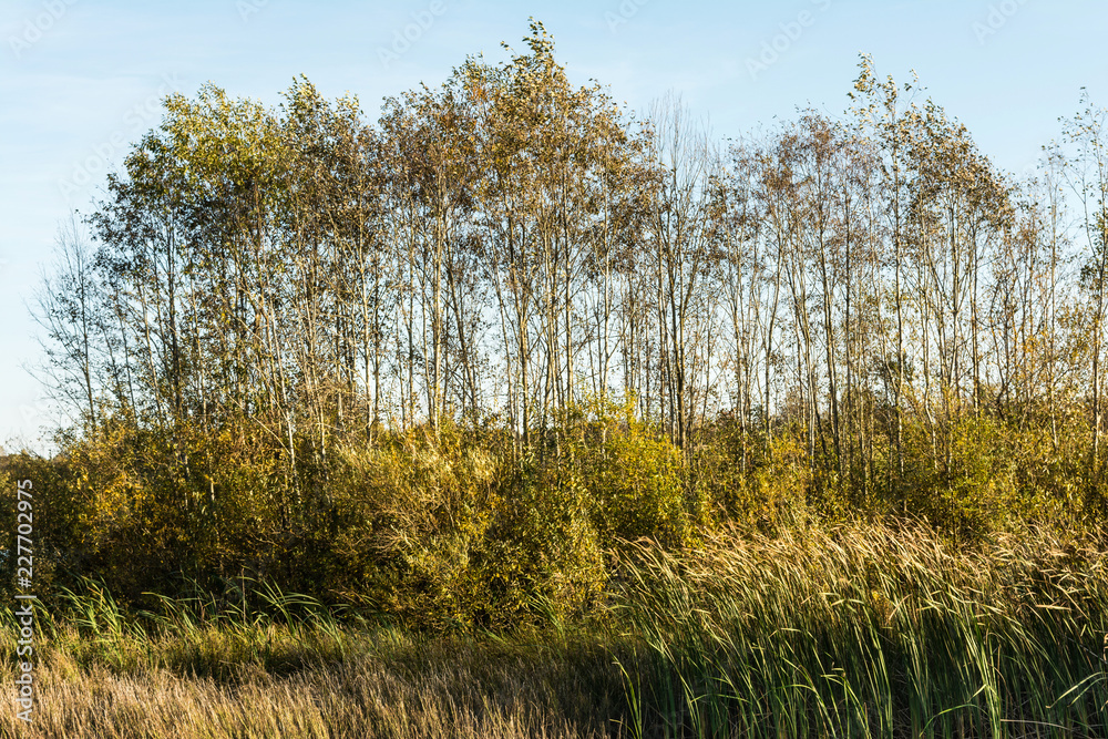 Fototapeta premium marshland with growing reeds and trees in the light of the setting sun, autumn windy evening