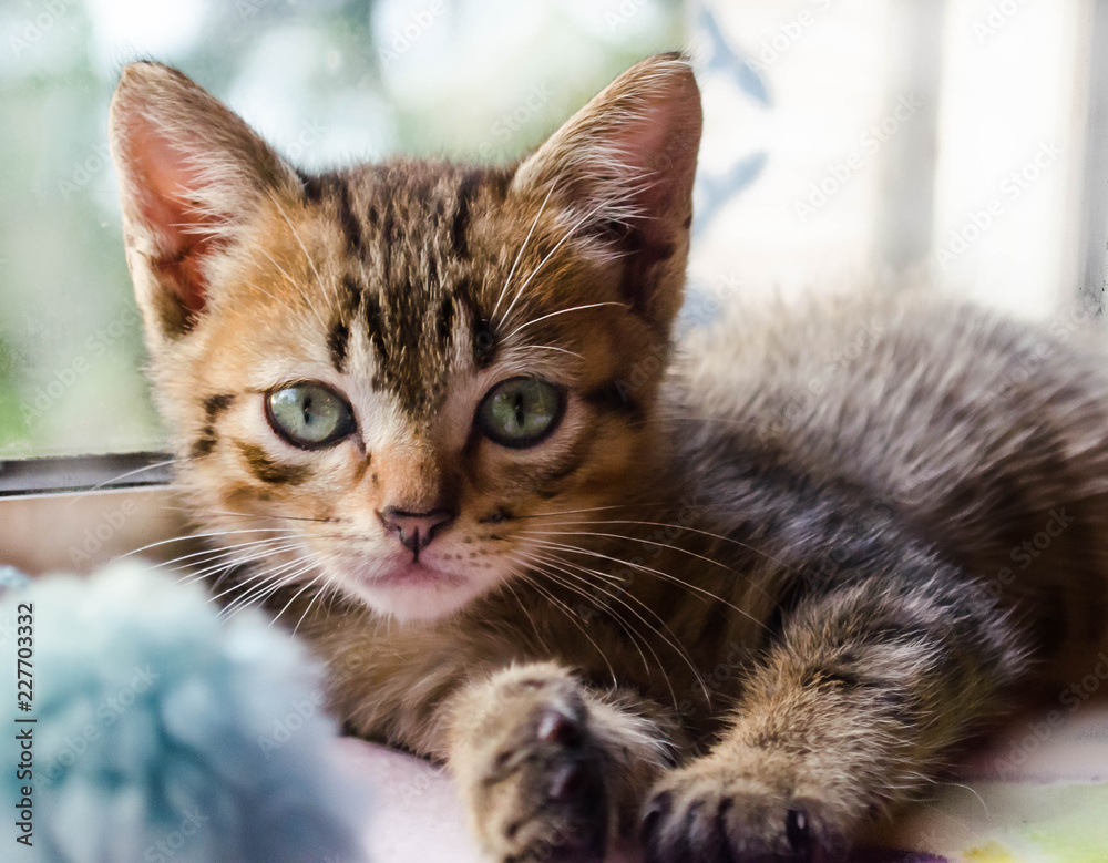 Fototapeta premium Bengal kitten