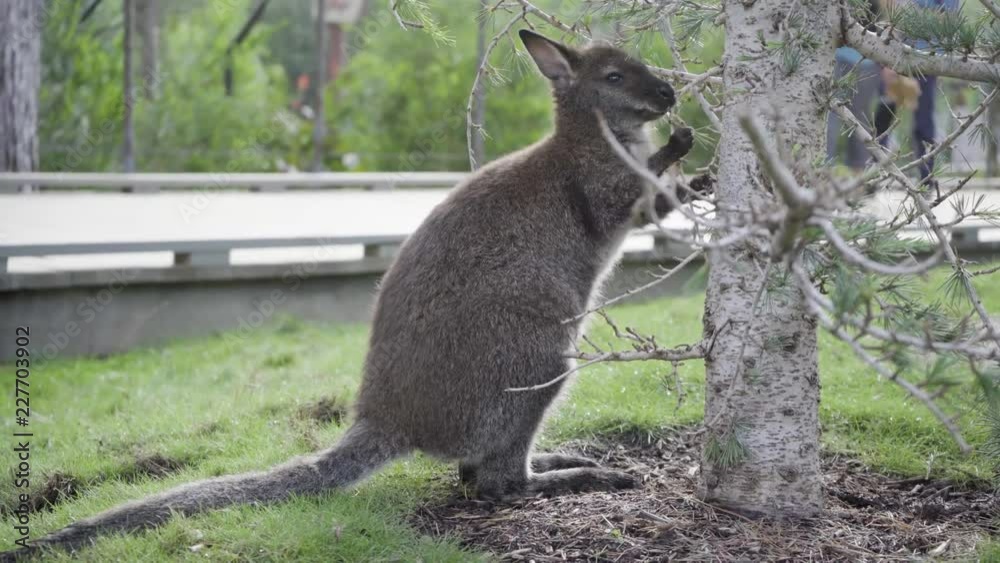 Baby kangaroo eating from a tree in an enclosure at the San Diego Zoo Safari Park