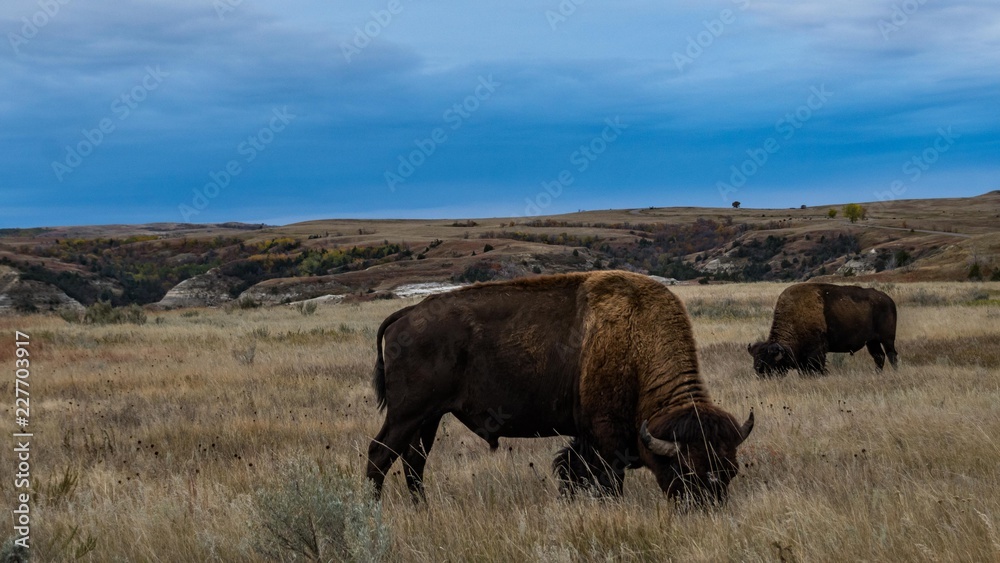 Bison of Theodore Roosevelt National Park