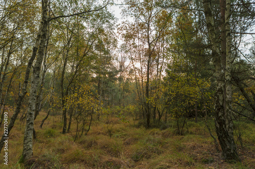 Autumn in Sweden