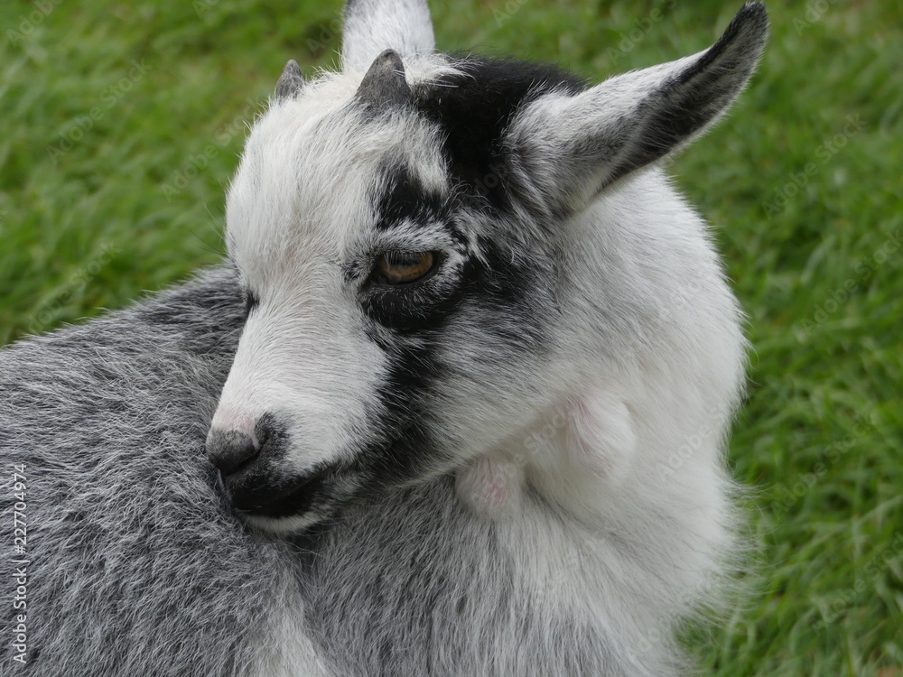 Capra aegagrus hircus - African Pygmy goat Capra aegagrus hircus - African Pygmy goat