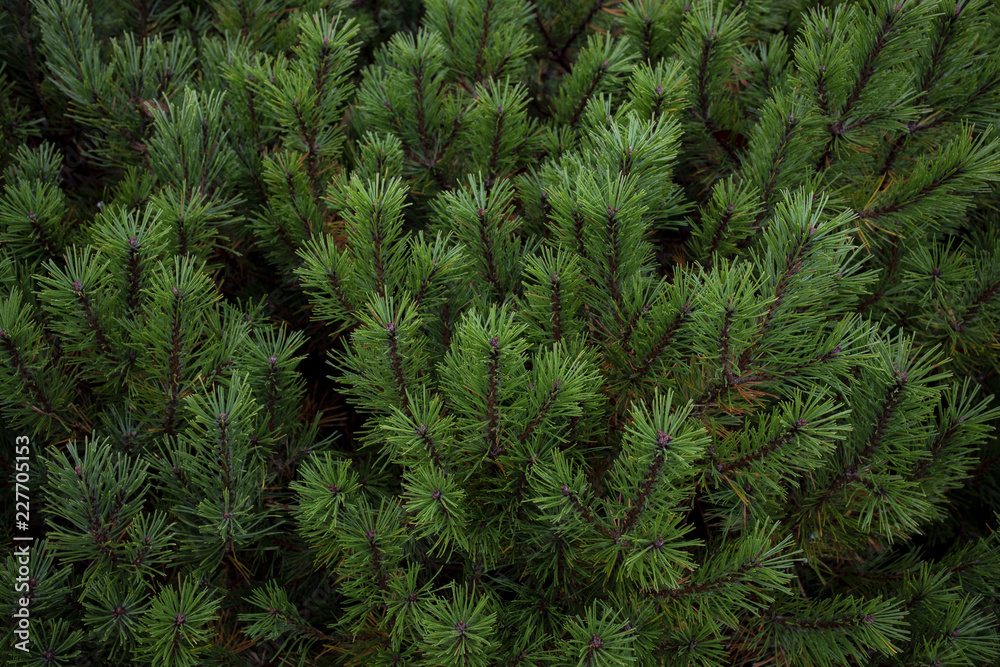close up green pine leaves in usu peak showa-shinzan mountain hokkaido japan close up green pine leaves in usu peak showa-shinzan mountain hokkaido japan