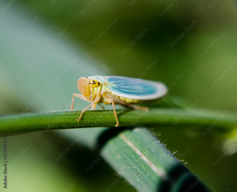 Leafhooper Bug Leafhooper Bug