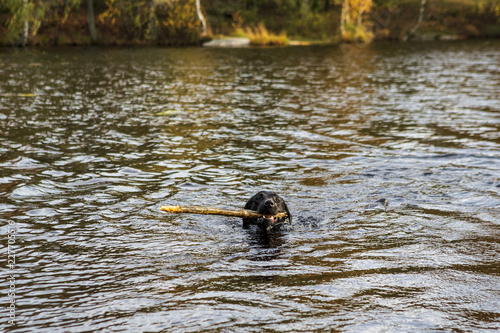 Dog playing in the lake