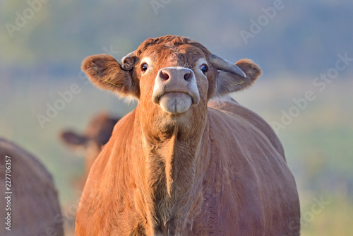 Brown Cow.