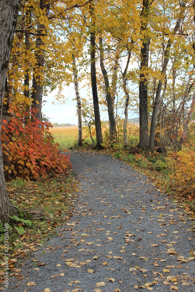 Fototapeta premium Sentier automnal 
