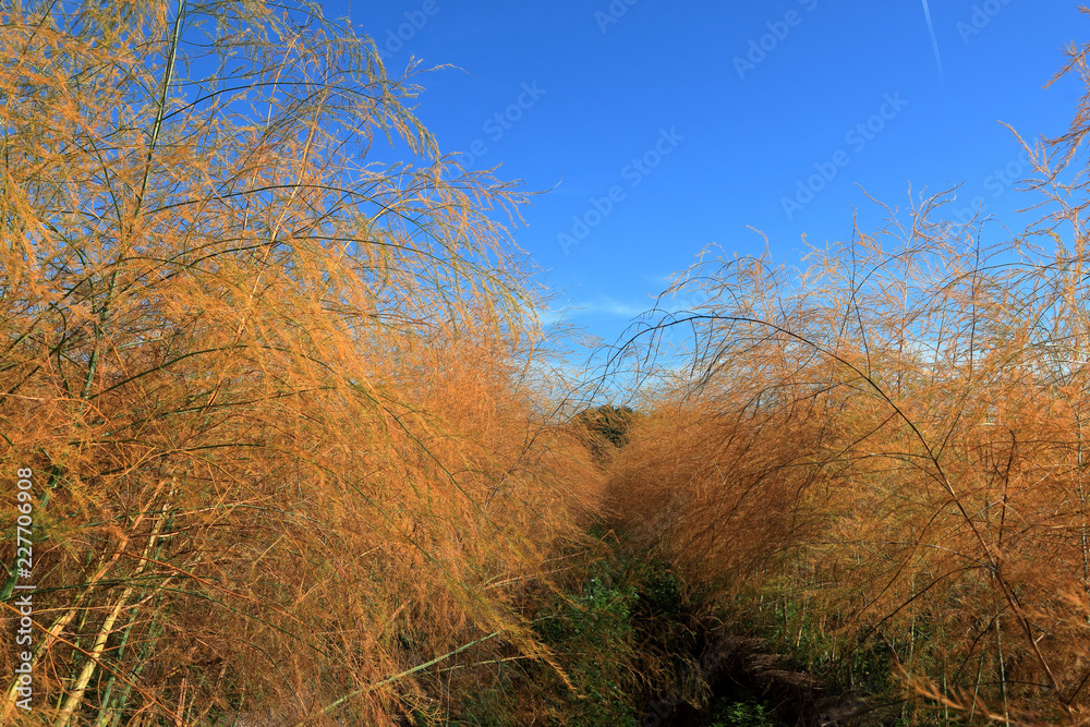 Obraz premium Spargelfeld im Herbst