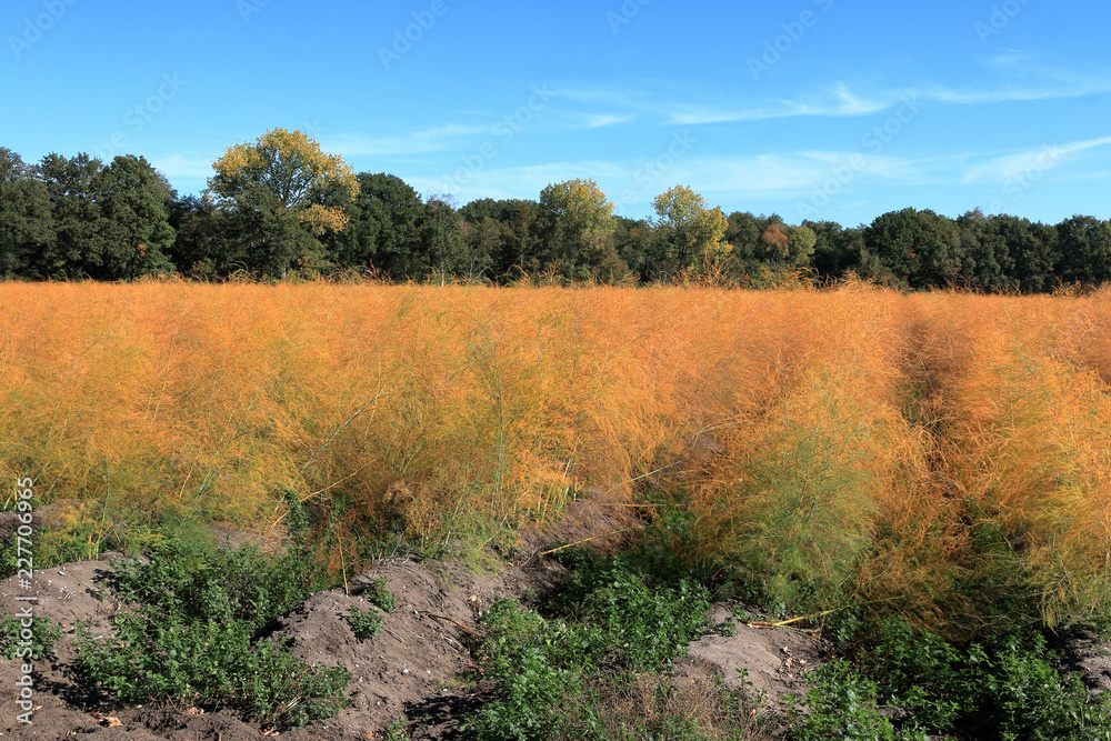 Fototapeta premium Spargelfeld im Herbst