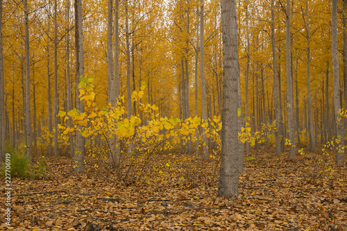 The forest turn yellow during the autumn season