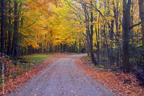 Autumn foliage with red, orange and yellow fall colors in A Northeast forest, USA