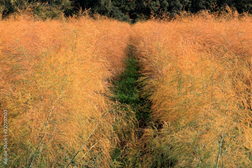 Fototapeta premium Spargelfeld im Herbst
