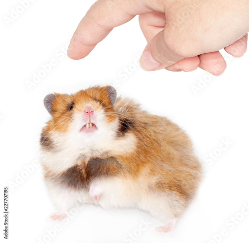 Frightened Syrian hamster wants to bite a man’s finger.