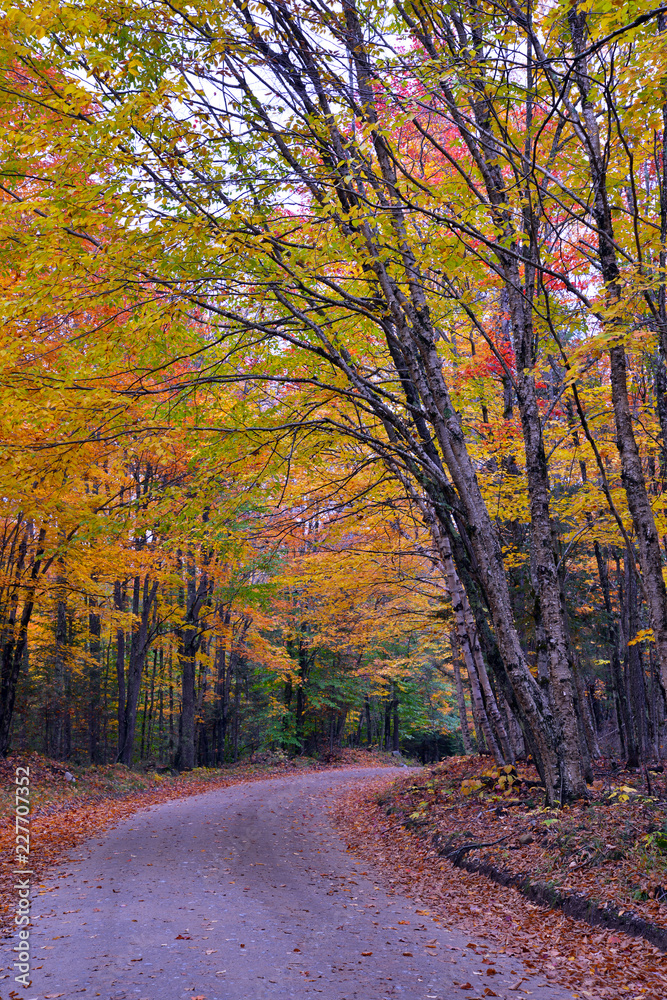 Autumn foliage with red, orange and yellow fall colors in A Northeast forest, USA Autumn foliage with red, orange and yellow fall colors in A Northeast forest, USA