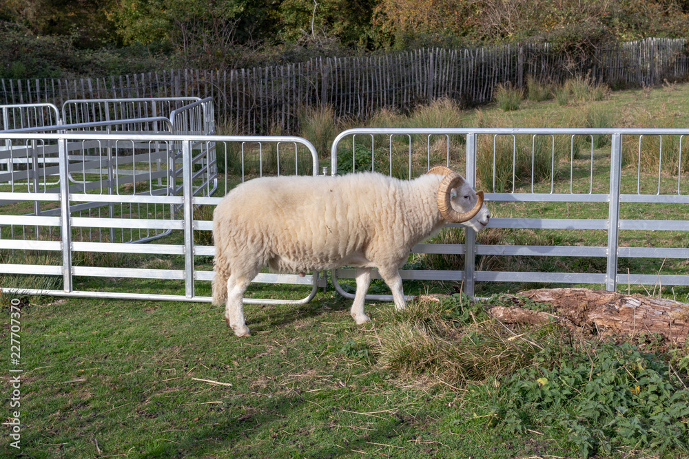 Obraz premium walk in Hatfield forest