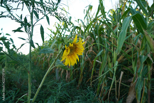 Fototapeta Naklejka Na Ścianę i Meble -  Sunflowers in Germany on the roadside just before sunset
