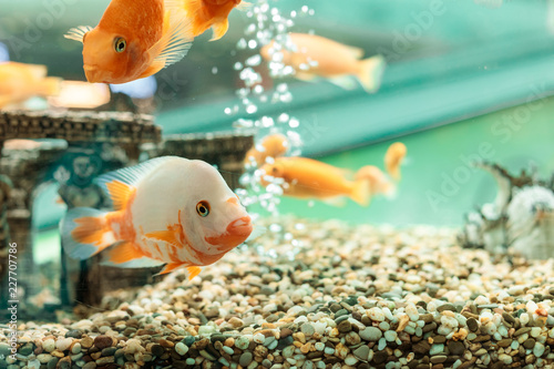 Underwater scene with the company from goldfishes in a house aquarium and vials of air on a background. The place for the text or an inscription photo