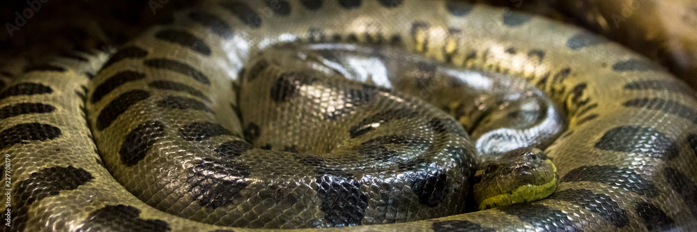 Green anaconda, Eunectes murinus, sucuri snake. Huge Green anaconda, Eunectes murinus, sucuri snake. Huge