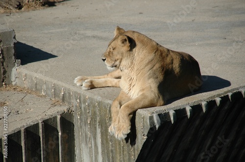 Zoo de Madrid photo