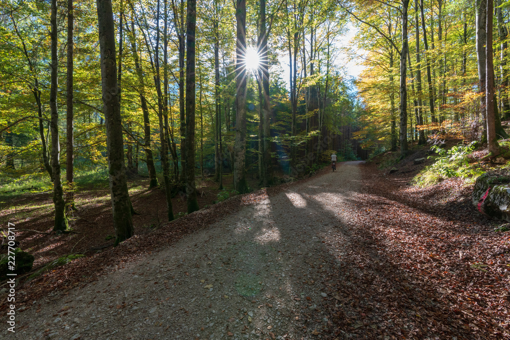 Obraz premium Wanderweg am Langbathsee mit vielen Laubbäumen im Herbst