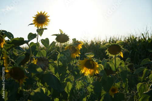 Fototapeta Naklejka Na Ścianę i Meble -  Sunflowers in Germany on the roadside just before sunset
