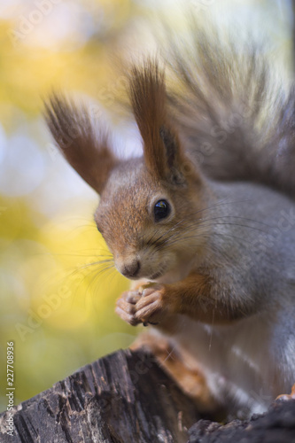 The squirrel eats nut on a tree in the autumn wood