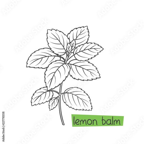 Lemon balm bunch