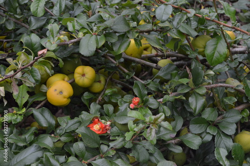 Japanese Quince, Chaenomeles superba, crimson and gold, York Museum Gardens, North Yorkshire, England, September 2018
