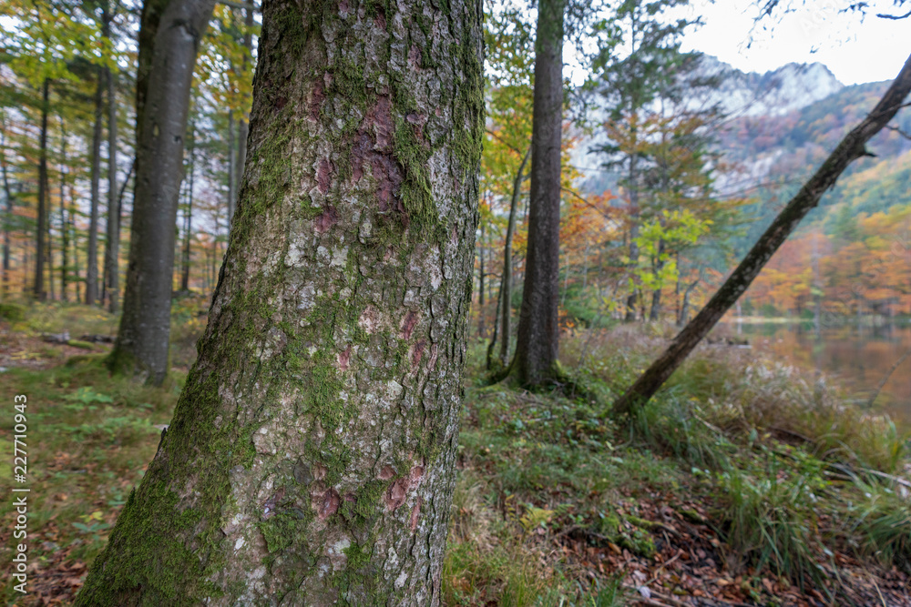 herbstlicher Langbathsee mit vielen Laubbäumen herbstlicher Langbathsee mit vielen Laubbäumen