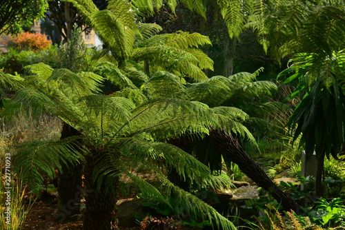 Dicksonia antartica fern, U.K.
Jurassic plant.