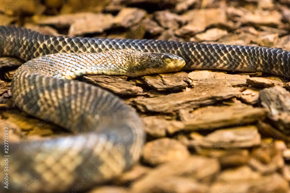 Fototapeta premium Amazon rainbow boa, one of the most beautiful snakes in the world