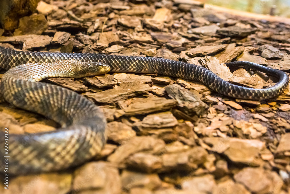 Fototapeta premium Amazon rainbow boa, one of the most beautiful snakes in the world