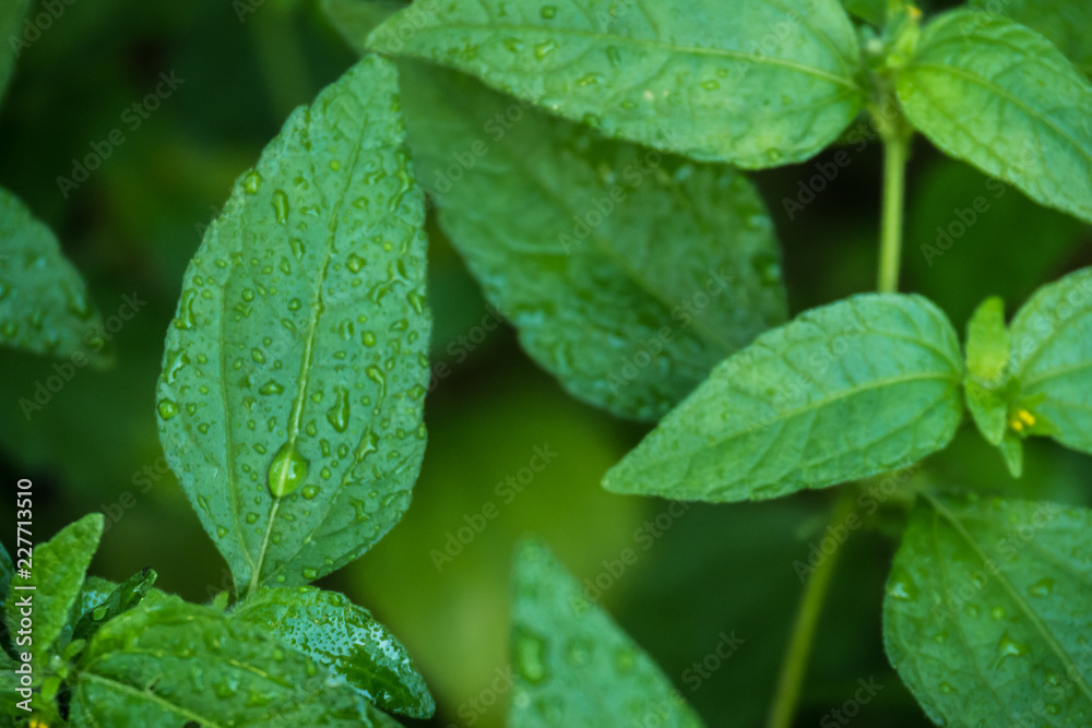 Green leaf tree with rain drop water