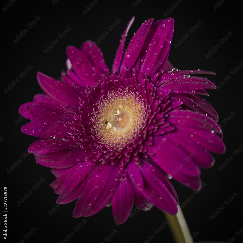 Gerber Daisy