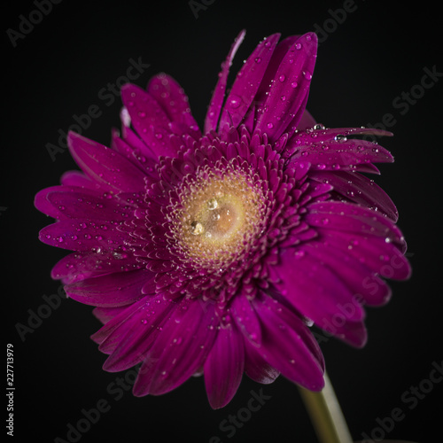 Obraz na płótnie Gerber Daisy w salonie