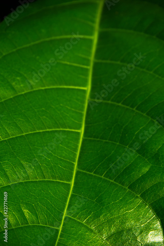 Green Leaf on Black Background : Look and feel of Tropical Forest and Nature