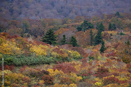 紅葉のある風景 © toshiesasaki8