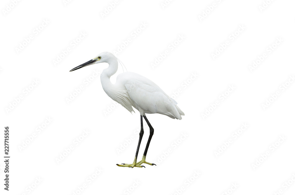 Egret isolated on white background Egret isolated on white background