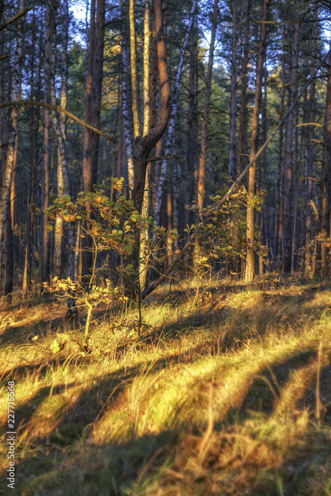 Obraz premium forest in autumn