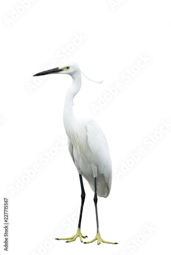 Egret isolated on white background