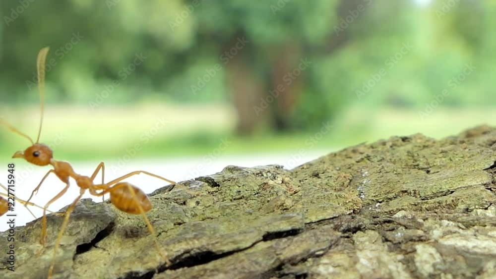 Red ant (Oecophylla smaragdina Fabricius) on tree in tropical rain forest. Red ant (Oecophylla smaragdina Fabricius) on tree in tropical rain forest.