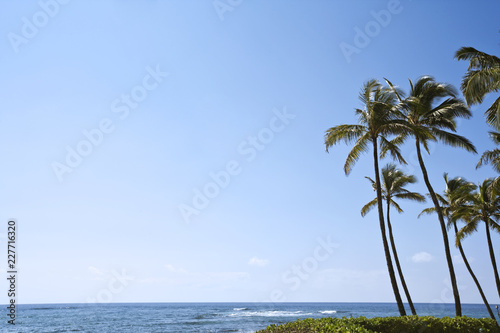 palm tree on the beach © AnnMarie