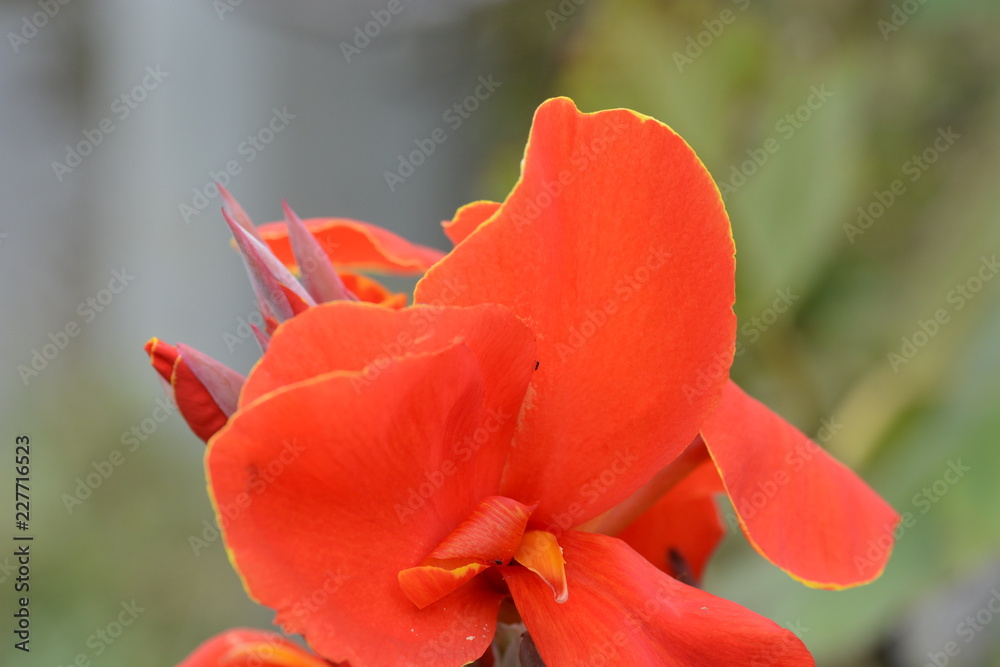 Flower background / Canna
