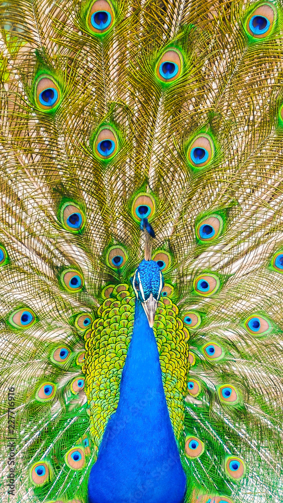 Obraz premium Spectacular portrait of a peacock facing front looking at camera.