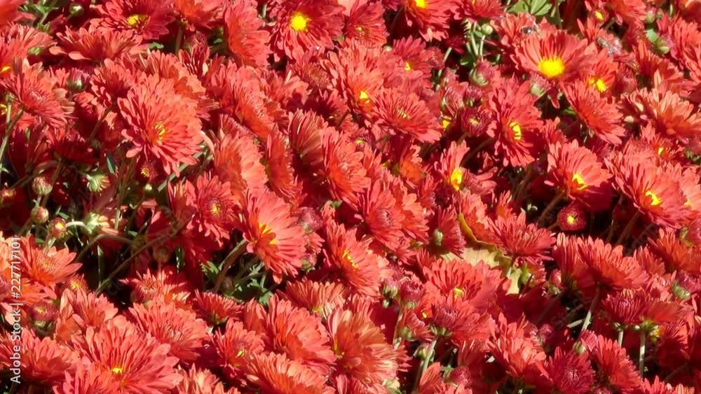 Beautiful floral carpet closeup computer saver transition from blooming chrysanthemums with the effect of zooming and moving the camera Beautiful floral carpet closeup computer saver transition from blooming chrysanthemums with the effect of zooming and moving the camera