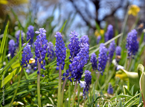 Purple Grape Hyacinth