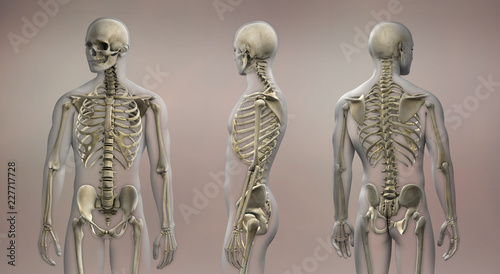 Skeletal Anatomy Male Front and Back